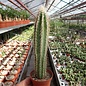 Pilosocereus spec.