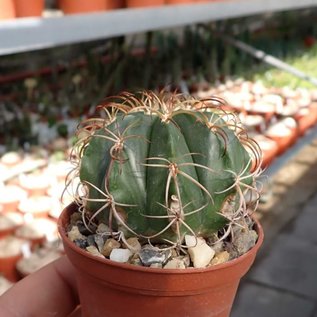 Melocactus peruvianus   Lurin-Tal, Mittelperu