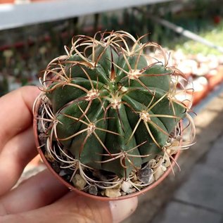 Melocactus peruvianus   Lurin-Tal, Mittelperu