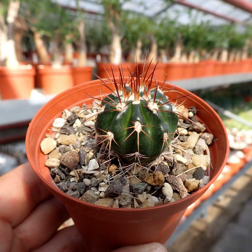 Melocactus deinacanthus v. rubrispinus no shipment outside of EU CITES