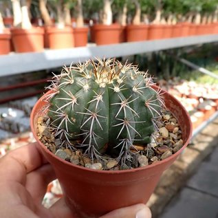 Melocactus conoideus      CITES, not outside EU