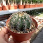 Melocactus conoideus      CITES, not outside EU