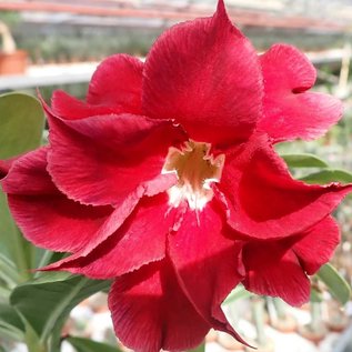 Adenium obesum Exhibition Double Red   gepfr.