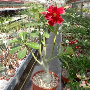 Adenium obesum Exhibition Double Red   gepfr.