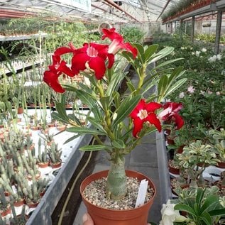 Adenium obesum Joker   gepfr.