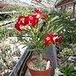 Adenium obesum Joker   gepfr.