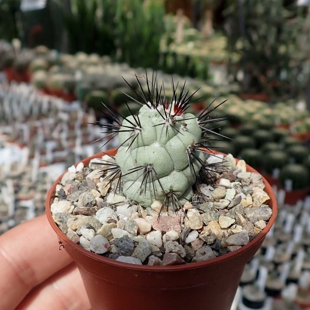 Ortegocactus macdougallii 25 seeds Ortegocactus macdougallii 25 seeds