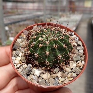 Echinopsis-Hybr. Salome