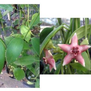 Hoya coronaria cv. Pink big flower