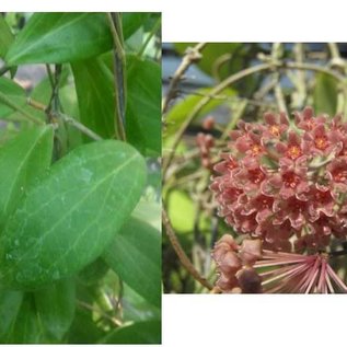 Hoya camphorifolia