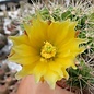 Echinocereus maritimus   San Carlos Can., BC