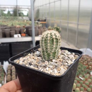 Echinocereus reichenbachii ssp. baileyi      (dw)