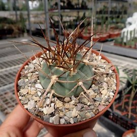 Gymnocalycium armatum