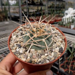 Gymnocalycium armatum