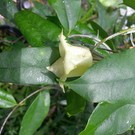 Hoya sammannaniana