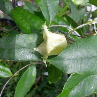 Hoya sammannaniana