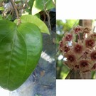 Hoya glabra