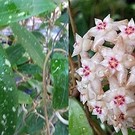 Hoya Ban Bang Pla III spotted leaves