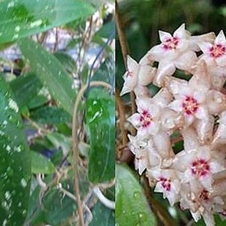 Hoya Ban Bang Pla III spotted leaves