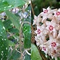 Hoya Ban Bang Pla III spotted leaves