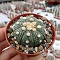 Astrophytum asterias-Hybr. B-Flower