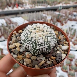 Astrophytum asterias cv. Hanazono 1a