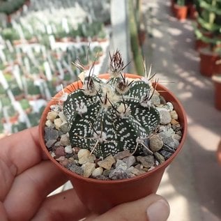 Astrophytum-Hybr. CAPAS B-Flower