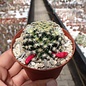 Mammillaria schiedeana