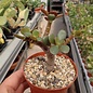 Crassula portulacea v. minor