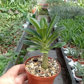 Dorstenia gigas   Sokotra, Jemen