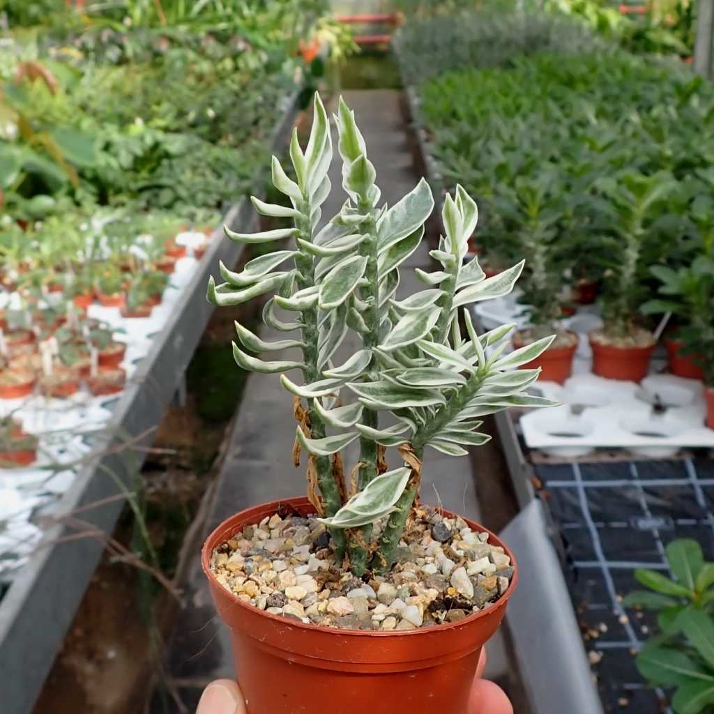 pedilanthus tithymaloides care pedilanthus tithymaloides care