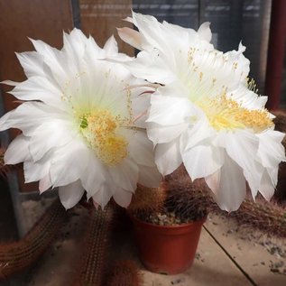 Trichocereus huascha cv. Albiflora