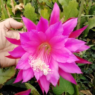 Epiphyllum-Hybr. Kate Forester