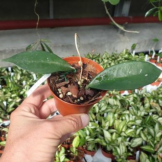 Hoya carnosa  cv. White