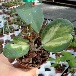 Hoya obovata  cv. Variegata