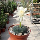 Matucana madisoniorum cv. albiflora