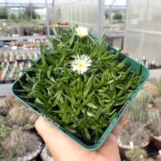 Delosperma congestum cv. White Nugget      (dw)