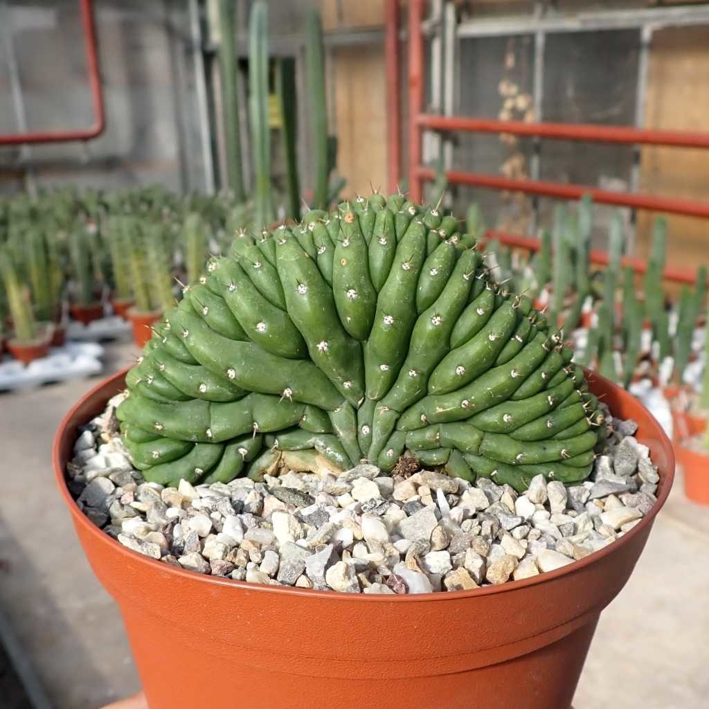 Trichocereus pachanoi cristata Uhlig Kakteen Über 5000 verschiedene