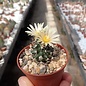 Turbinicarpus krainzianus      CITES, not outside EU