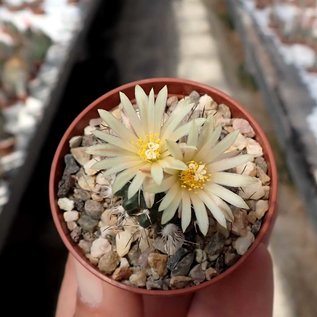 Turbinicarpus krainzianus      CITES, not outside EU