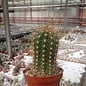 Echinopsis-Hybr. Maas 202 a