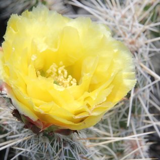 Opuntia polyacantha cv. Albispina      (dw)