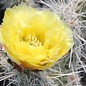 Opuntia polyacantha cv. Albispina      (dw)