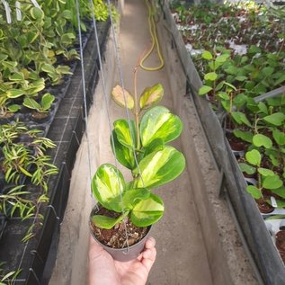 Hoya obovata  cv. Variegata