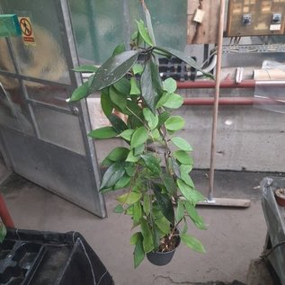 Hoya pubicalyx  cv. Royal Hawaiian