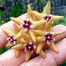 Hoya buotii