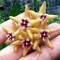 Hoya buotii