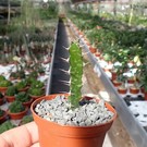 Euphorbia grandidens