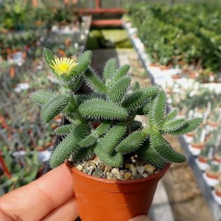 Delosperma echinatum