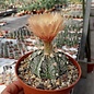 Astrophytum-Hybr. CAPAS B-Flower